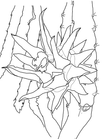 Dragon Fruit On Tree Coloring Page